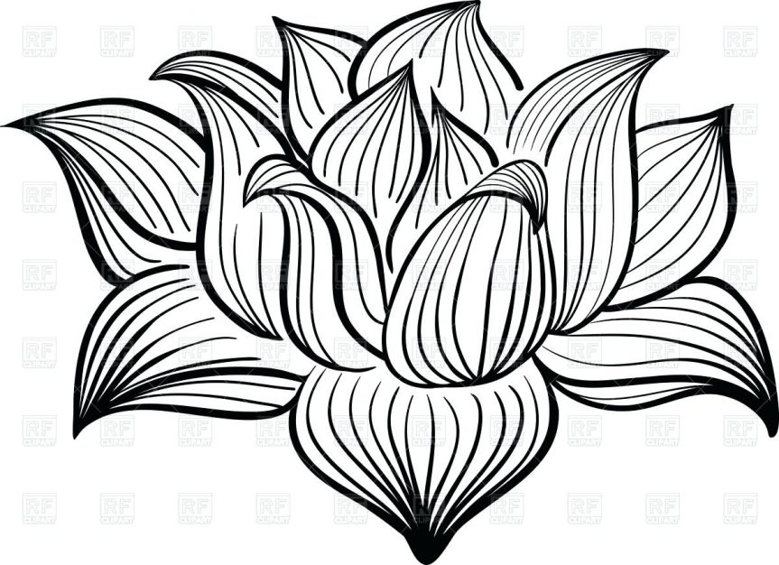 863x626 Lotus Flower Outline Drawing Of Vector Image Hibiscus Vase Daisy
