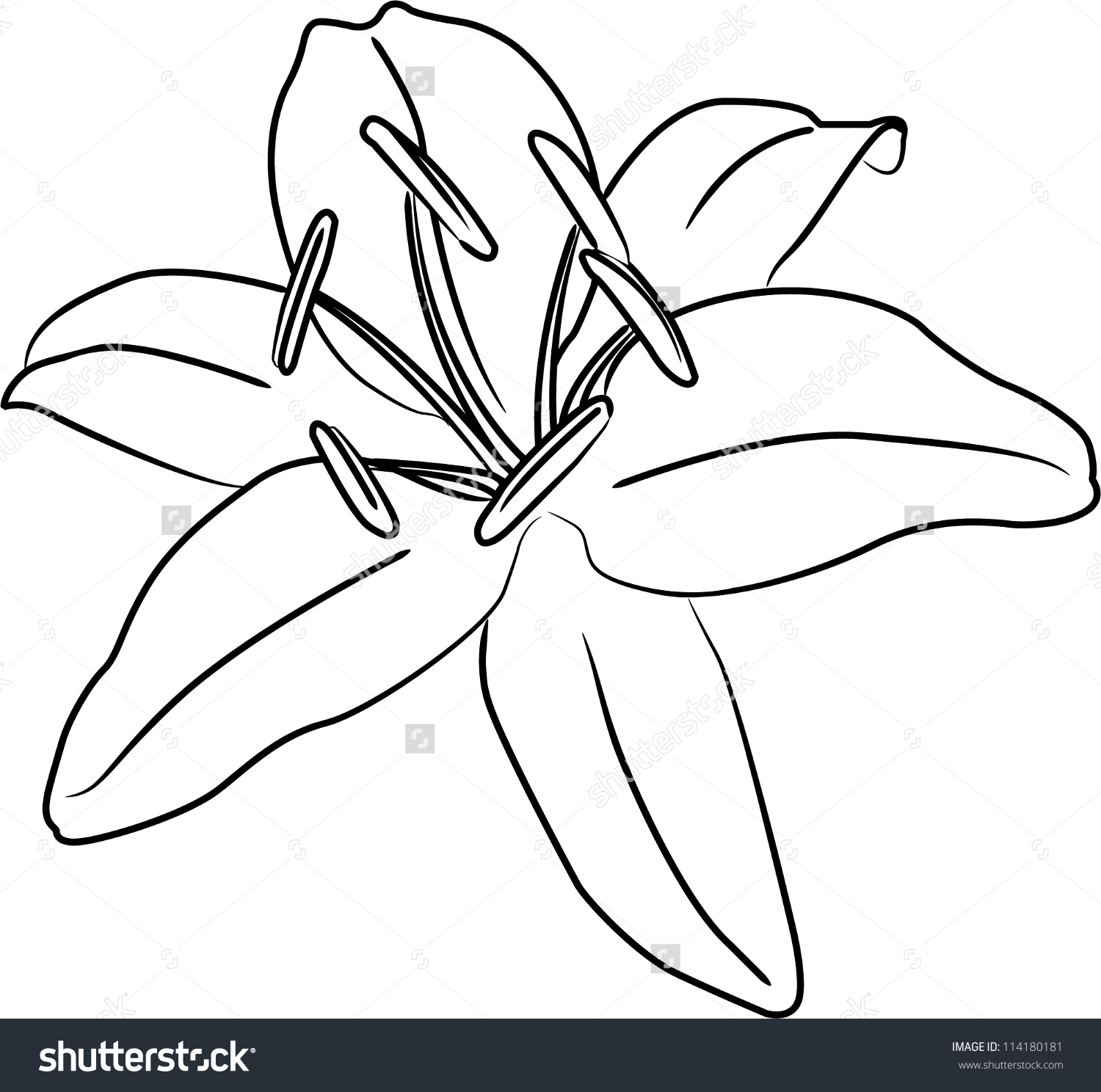 1500x1488 Outline Drawing Of Flowers Lily Flower Vector Outline Stock Vector