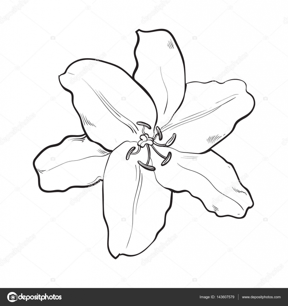 963x1024 Single Hand Drawn White Lily Flower, Top View, Vector Illustration