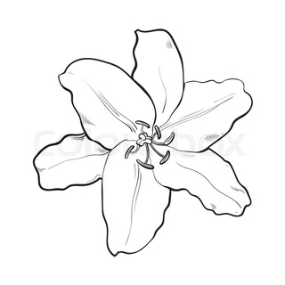 320x320 Single Hand Drawn White Lily Flower Bud With Stem And Leaves, Side