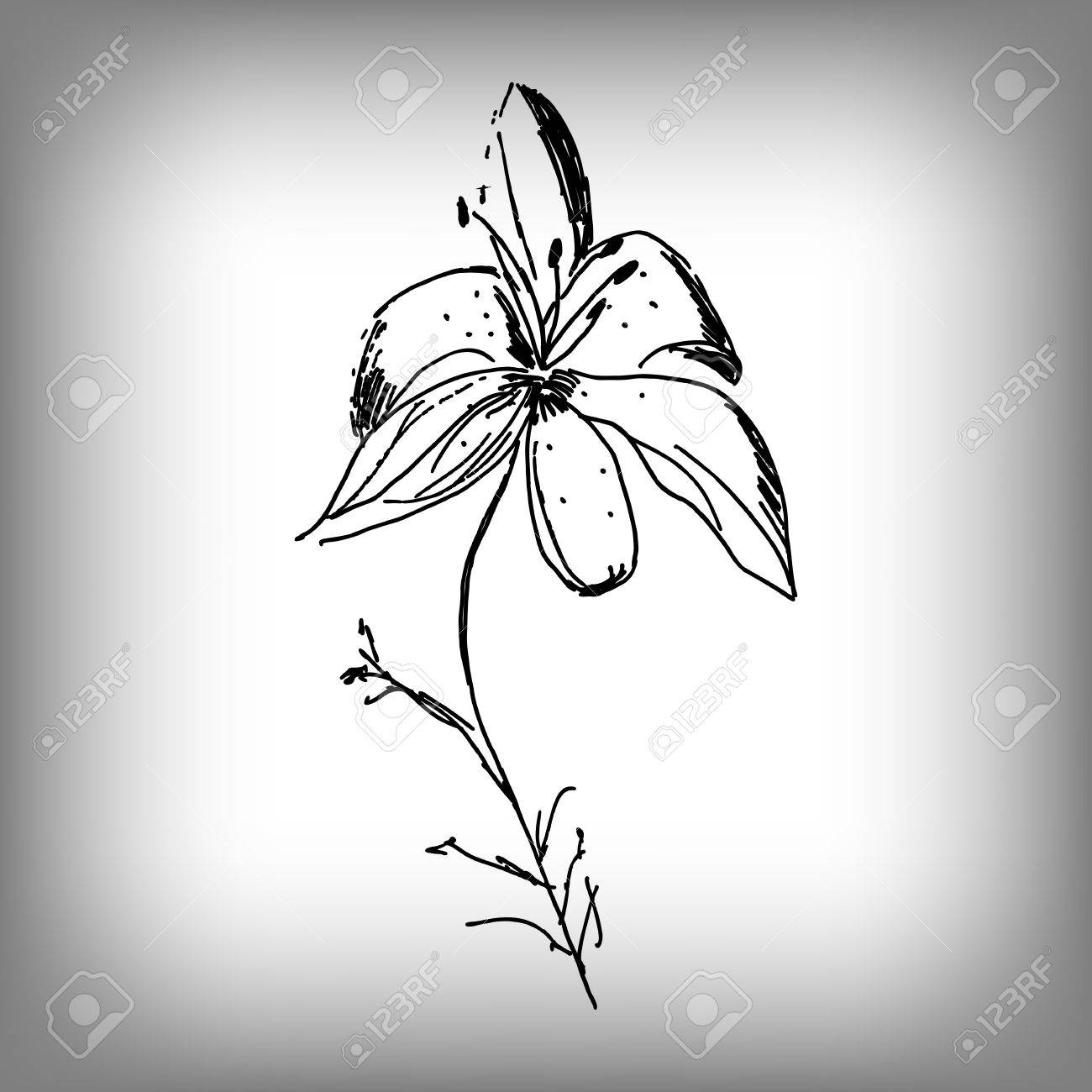 1300x1300 Vector Lily Flower. Illustration By Hand. Monochrome Drawing