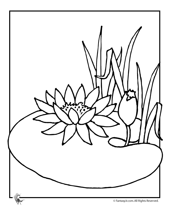 680x880 Water Lily Clipart Flower Drawing
