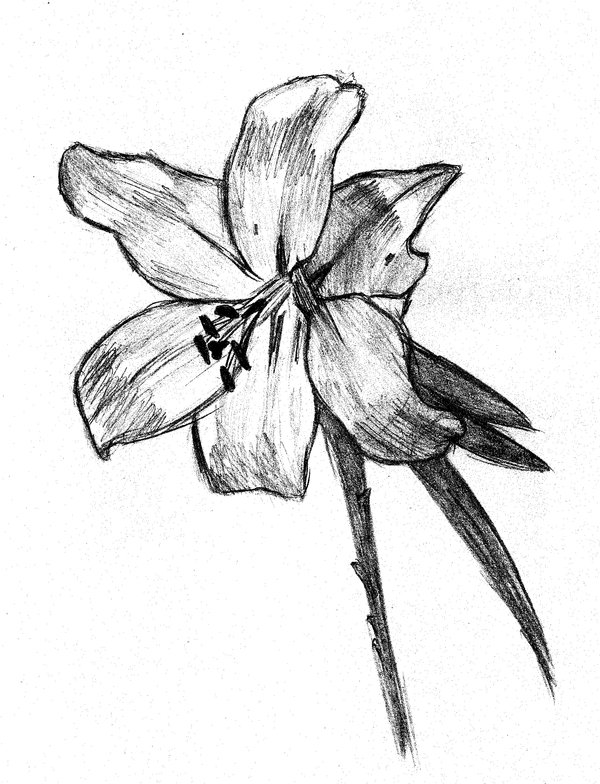 Lily Flower Drawing at GetDrawings | Free download