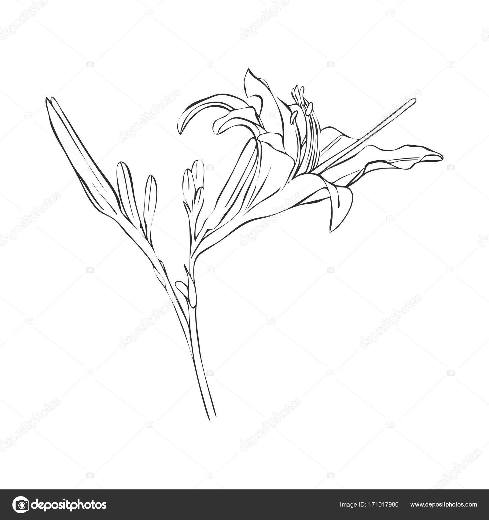 1600x1700 Vector Drawing Flower Of Lily Stock Vector Cat Arch Angel