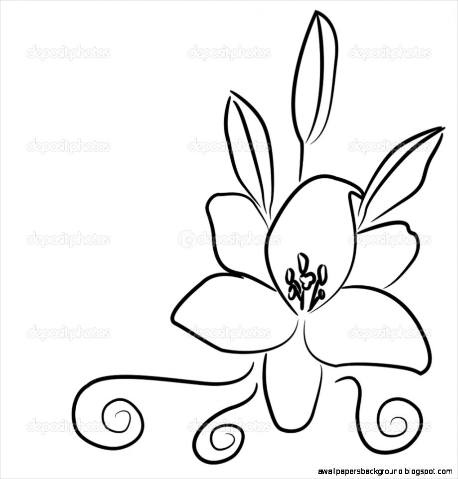 919x962 Lily Drawings In Black And White Wallpapers Background