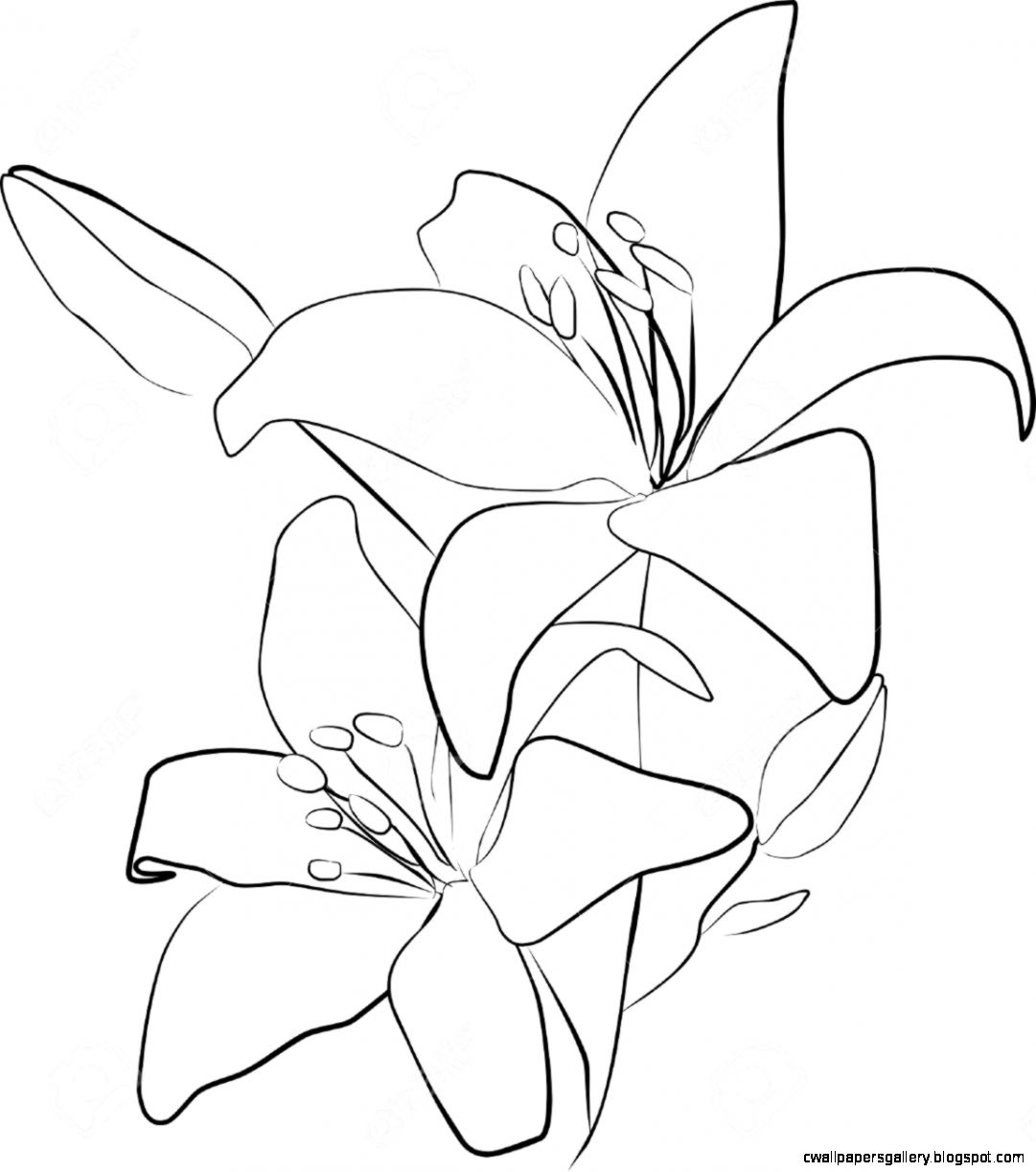 1081x1222 Lily Flower Drawing Outline Wallpapers Gallery