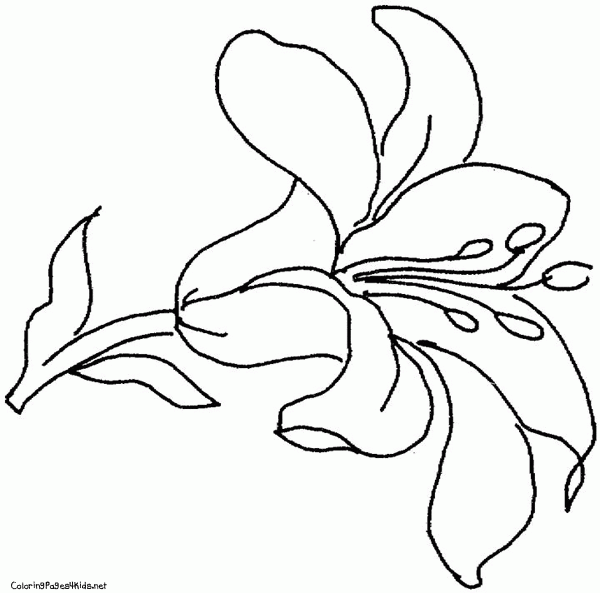 600x593 Lily Flower Outline