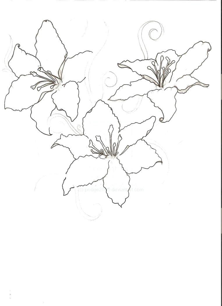 762x1048 Lily Outline Search 150 Extraordinary Flower Calla Lily Flower