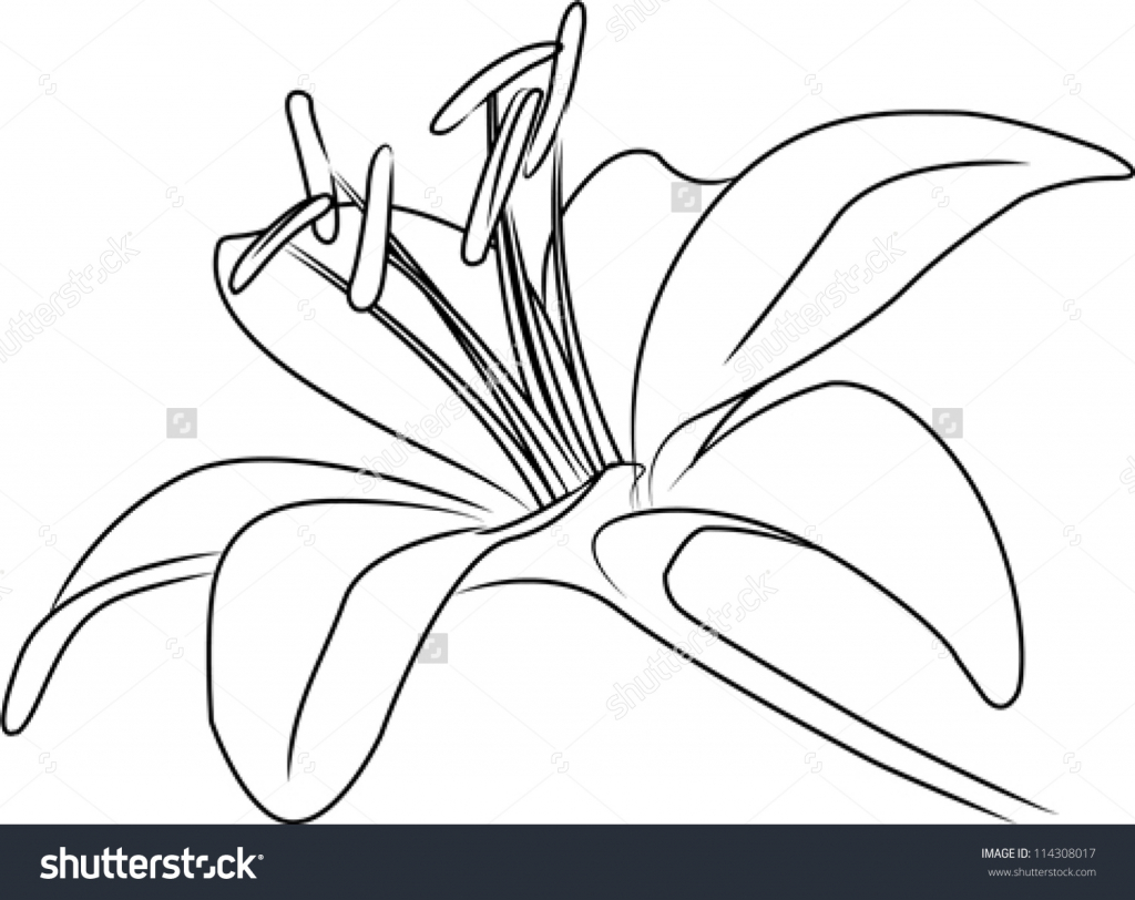 1024x812 Flower Drawing Outline Lily Flower Drawing Outline Wallpapers