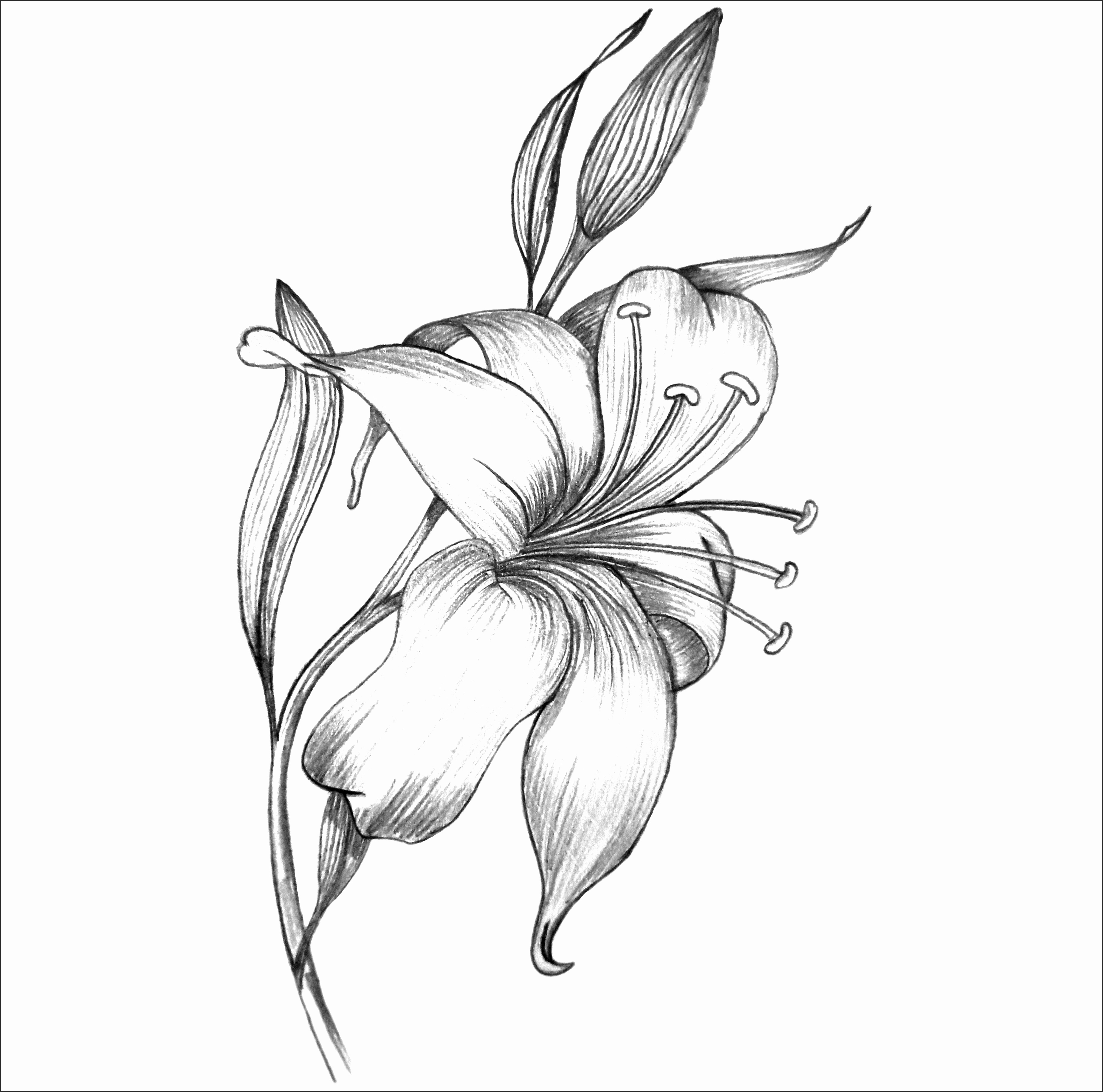 White Lily Drawing Tattoo