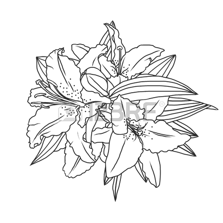 450x450 Line Drawing Lily Flowers And Leaves, Hand Drawn Vector
