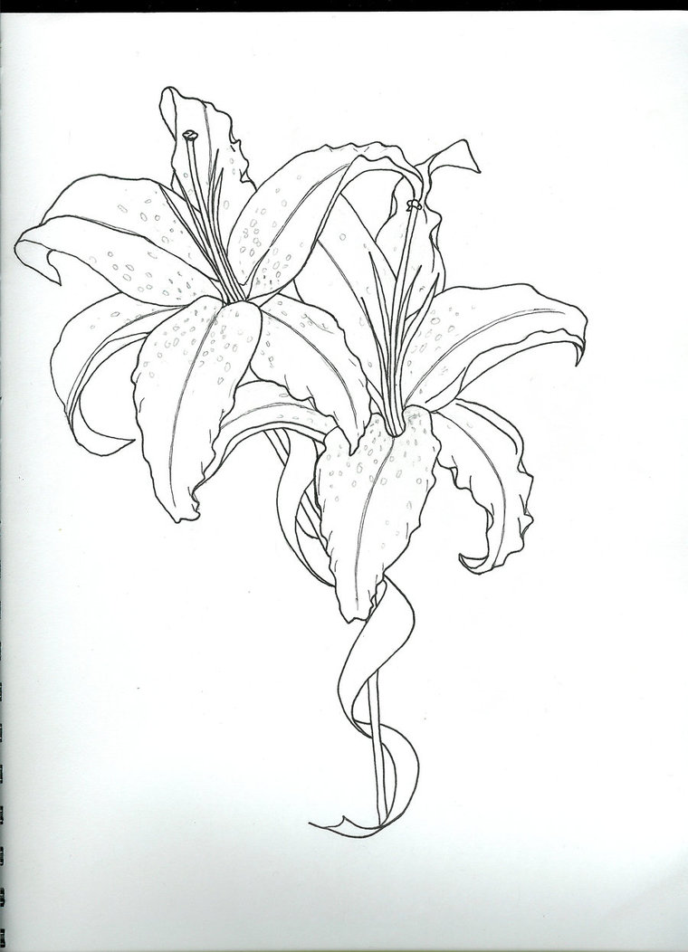 760x1052 Drawn Hummingbird Lily Flower
