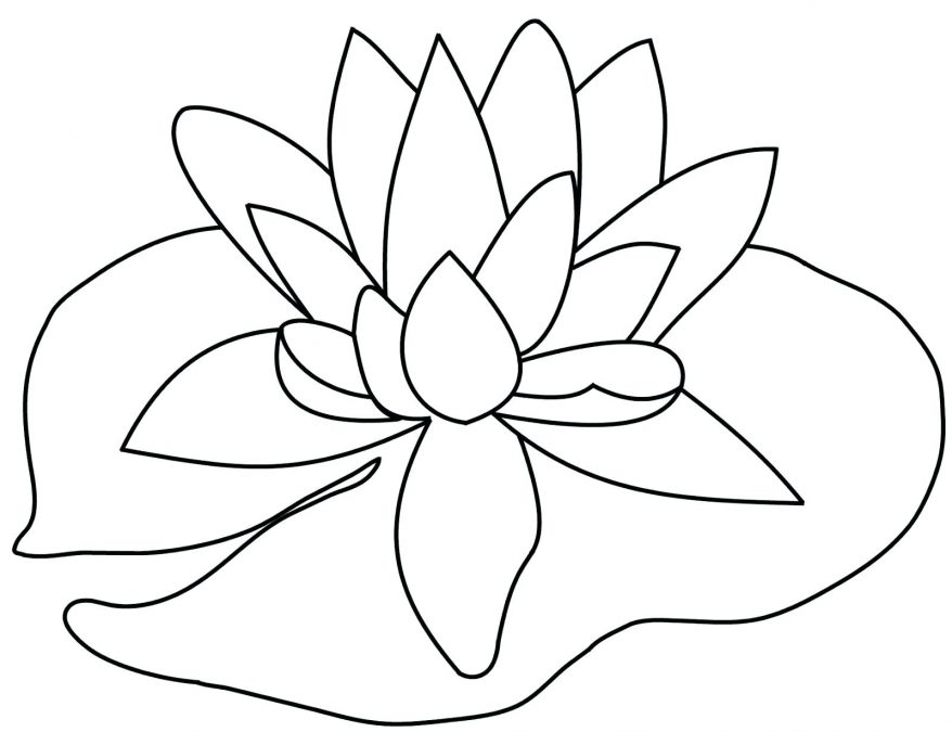 878x675 Flower Drawing Pics Photos Tiger Lily 147 Extraordinary Outline