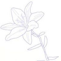 200x200 Lily Flower Drawing