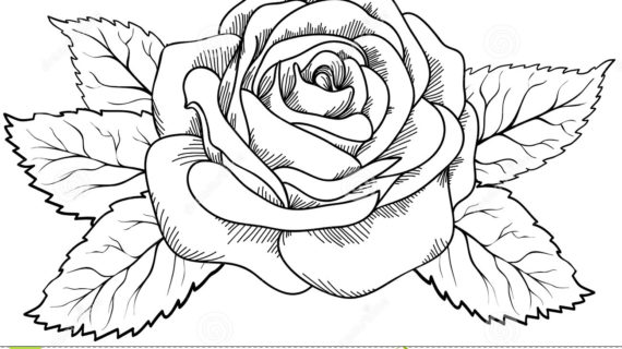 570x320 Outline Drawing Of Flowers Lily Flower Drawing Outline Tattoos