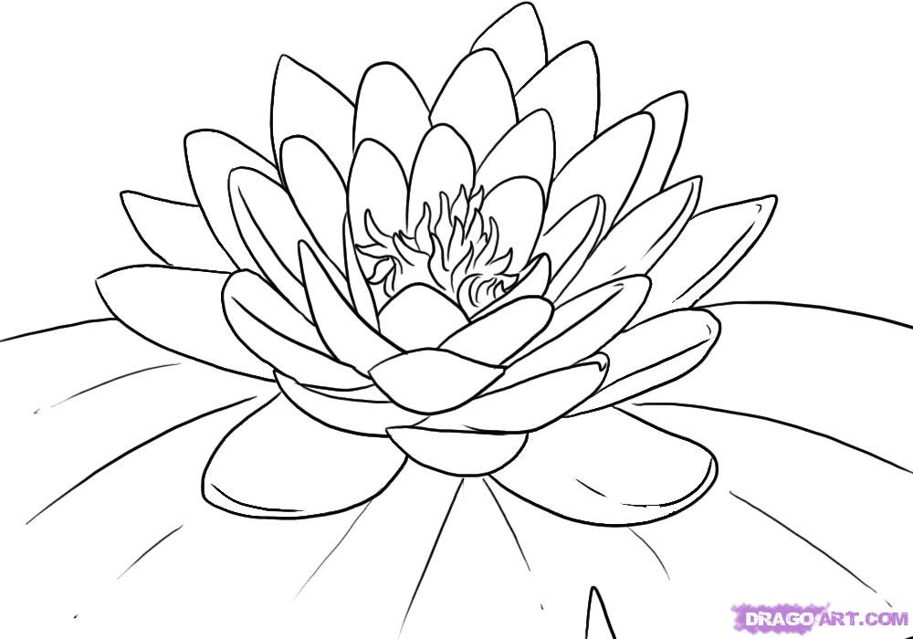 1000x700 Outline Flowers