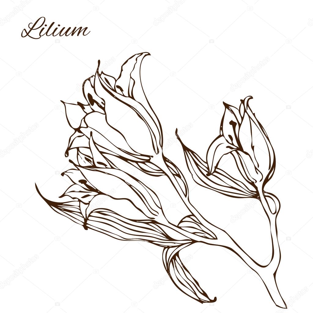 1024x1024 Vector Illustration With Hand Drawing Lily Flowers Stock Vector