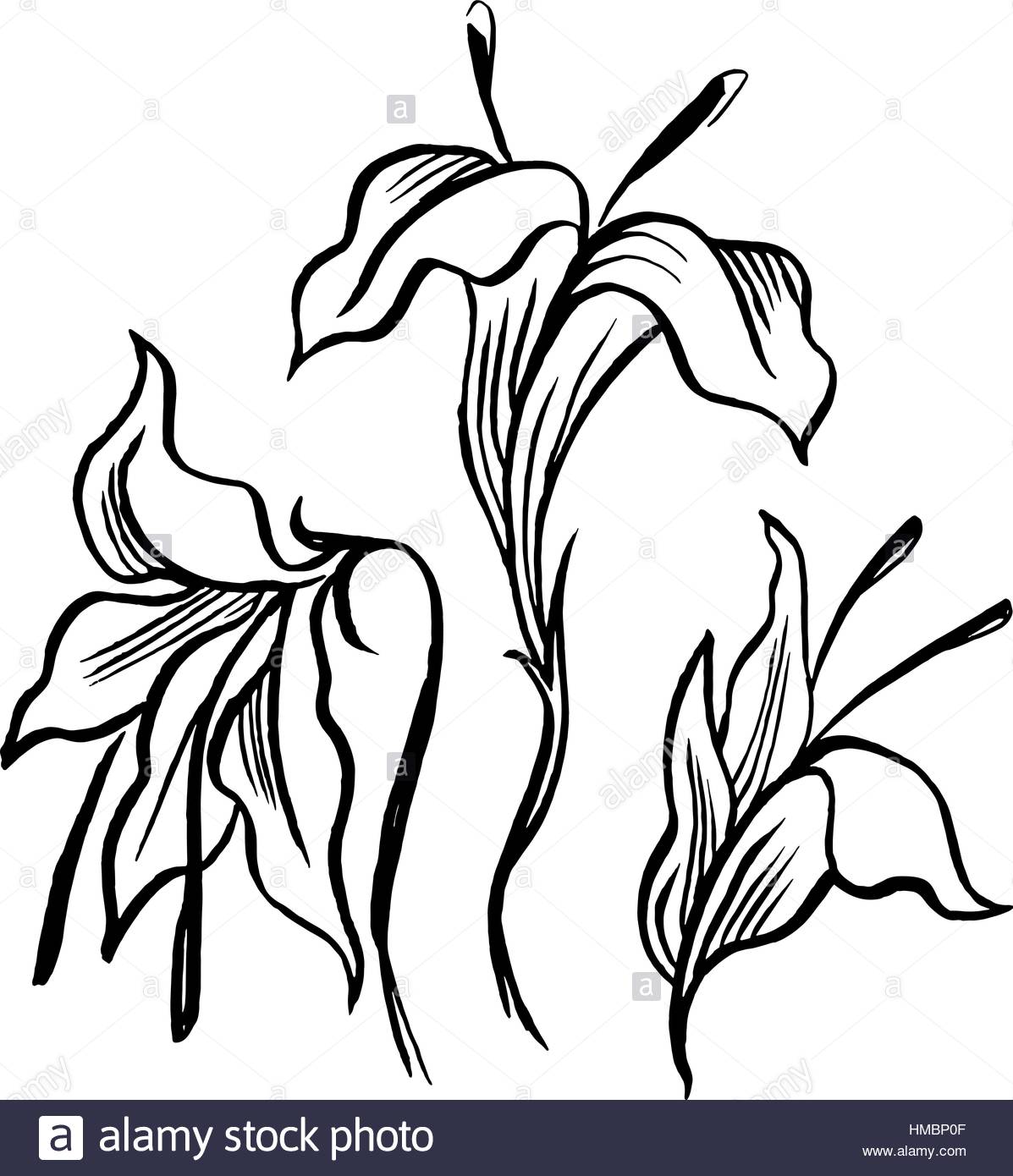 1197x1390 Vector Sketch Black Contour Of Lily Flowers Stock Vector Art