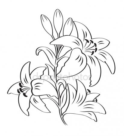412x450 Drawing Of Lily Flowers Stock Vector Lineartestpilot