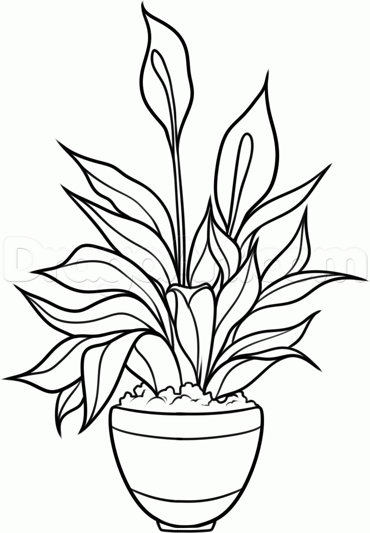 733x1056 Drawn Plant Lily Flower