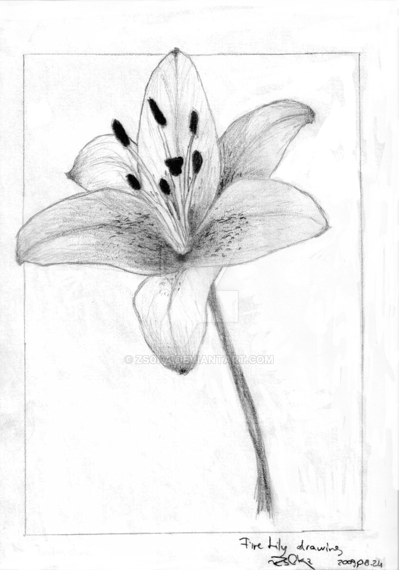 Lily Flowers Drawing at GetDrawings | Free download