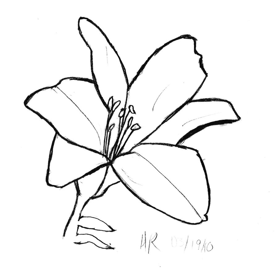 900x880 Free Lily Line Art 3 By Misfitschibis