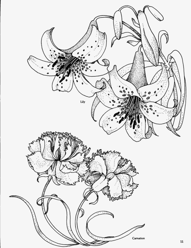 650x844 Lily Flowers Line Drawing, Lily, Line Drawing, Creative Png Image