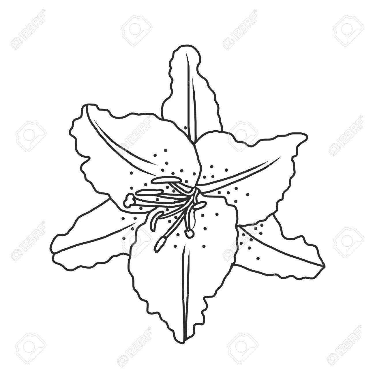1300x1300 Line Drawing Lily Flower, Hand Drawn Vector Illustration Royalty