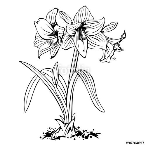 500x500 Amaryllis Lily Flowers Line Art Drawing Isolated Stock Image