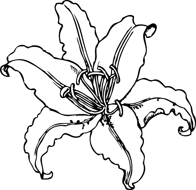 640x620 Stargazer Lily Coloring Page Coloring Pages
