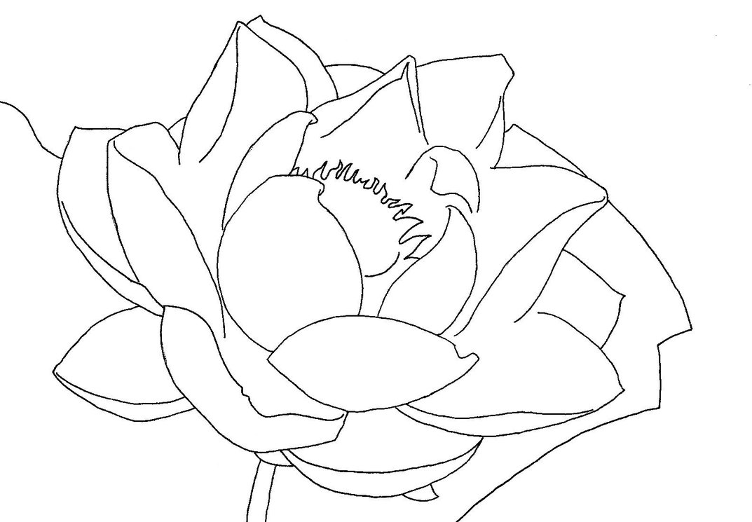 1073x745 Water Lily Line Art By Allanime247