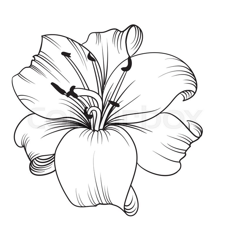 Lily Line Drawing at Free for personal