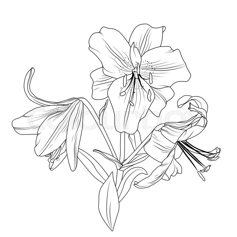 800x800 Beautiful Blooming Lily Spring Flowers Bouquet Composition