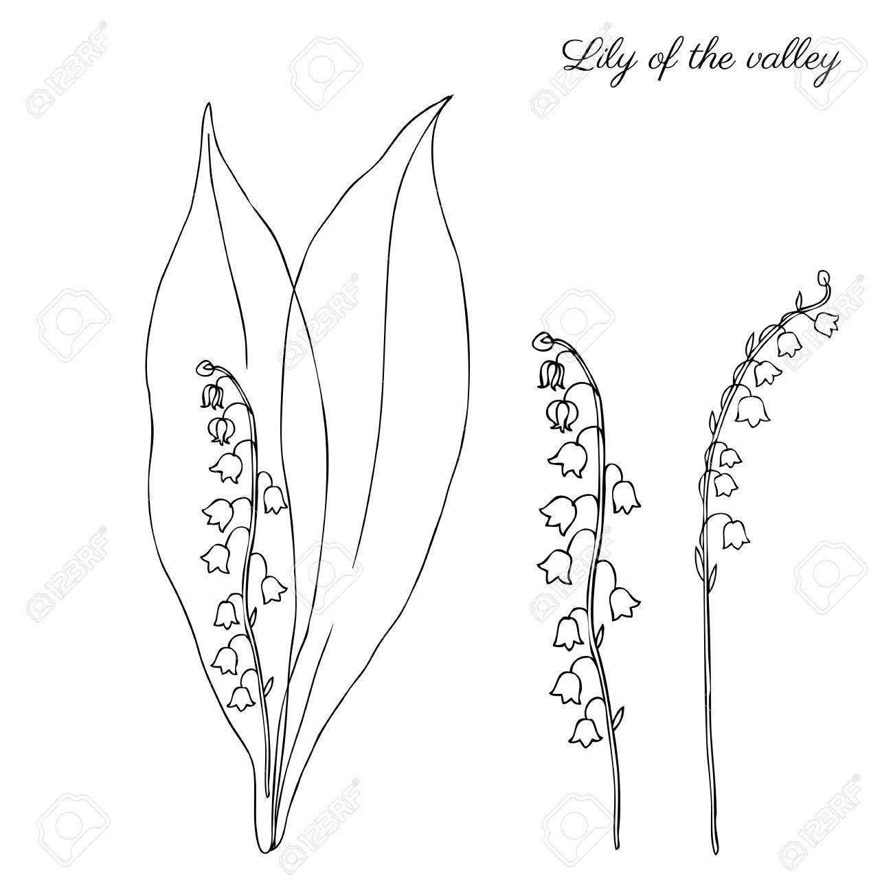 Lily Of The Valley Drawing at GetDrawings | Free download