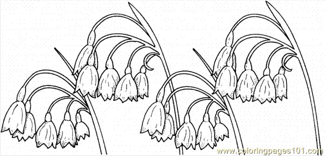 650x312 Lily Of The Valley 3 Coloring Page