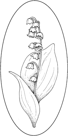 240x480 Lily Of The Valley 4 Coloring Page Free Printable Coloring Pages