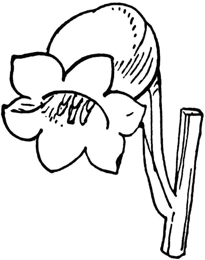 807x1024 Lily Of The Valley Clipart Etc