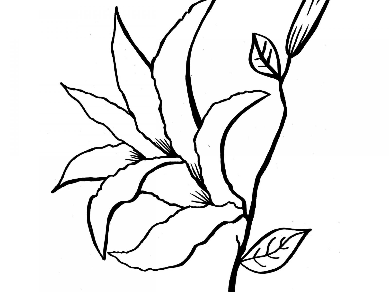 1600x1200 Lily Coloring Pages To Download And Print Page For Kids Flowers