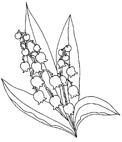 412x480 Lily Of The Valley Coloring Page Lily Of The Valley Coloring Pages