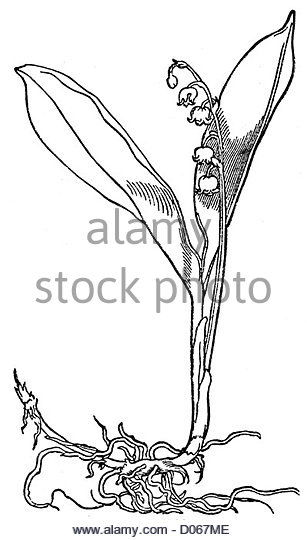 307x540 Lily Of The Valley Drawing Stock Photos Amp Lily Of The Valley