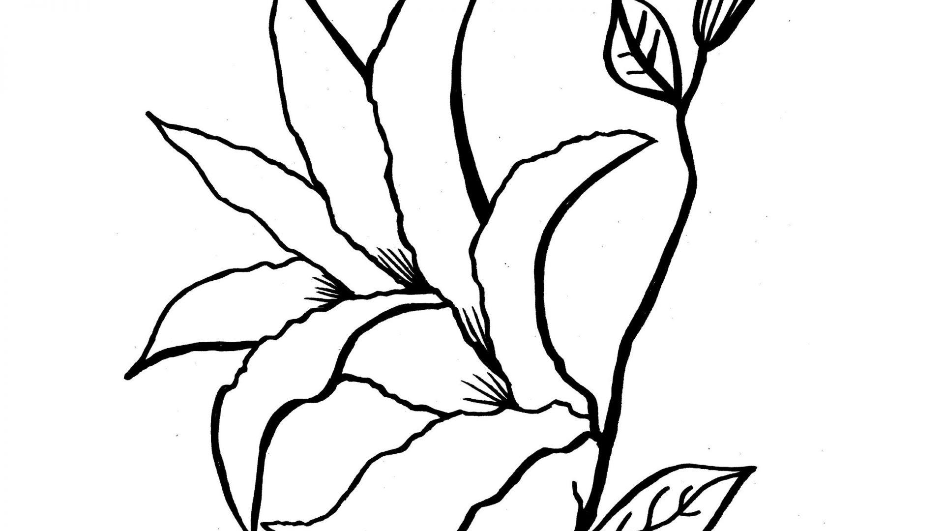 1920x1080 Lily Coloring Pages To Download And Print Page For Kids Flowers