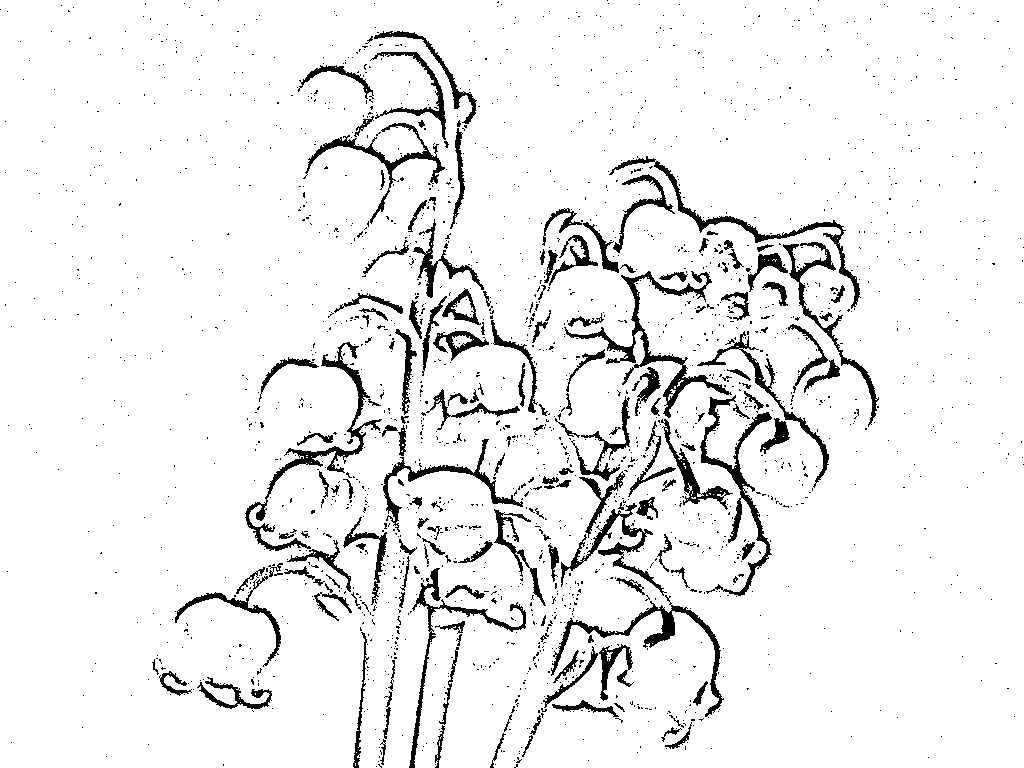 1024x768 Lily Of The Valley Line Drawing Lily Of The Valley Photo