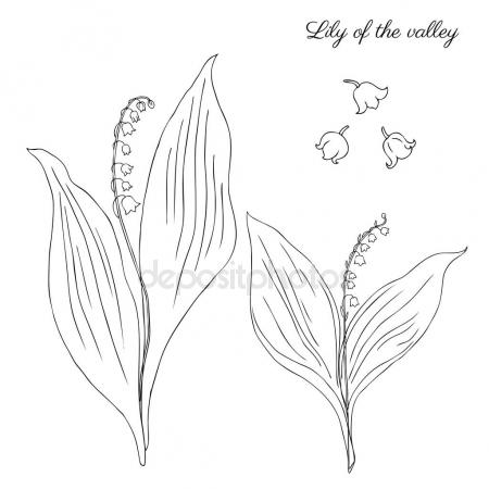450x450 Lily Of The Valley Stock Vectors, Royalty Free Lily Of The Valley