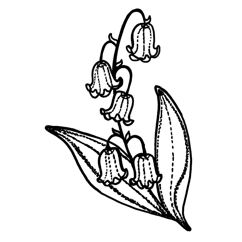 800x800 Purple Daisy Design I 2400 Frilly Lilly Of The Valley