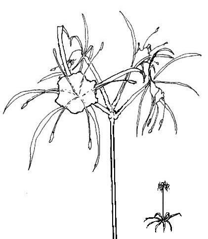 421x484 Spider Lily (Hymenocallis Caroliniana)