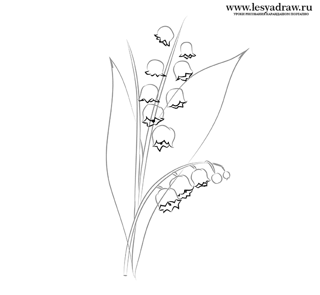 Lily Of The Valley Line Drawing at GetDrawings | Free download