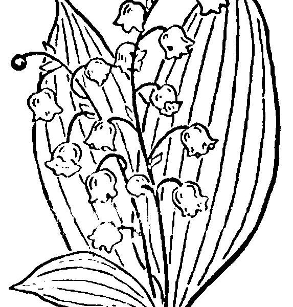 573x600 Download Lily Of The Valley Coloring Page 14 Coloring Pages