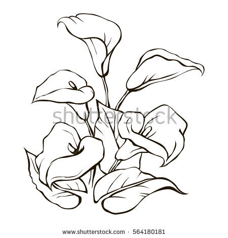 450x470 Drawn Lily Art