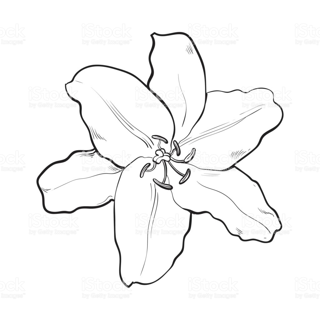 1024x1024 Drawn Lily Illustration