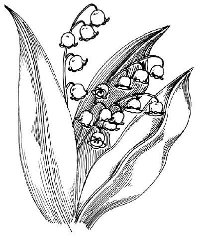 400x473 How To Draw A Lily Of The Valley In 5 Steps Floral Drawing